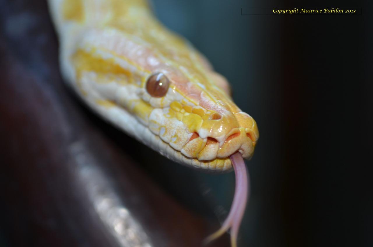 003 Python molurus bivittatus albinos - mâle