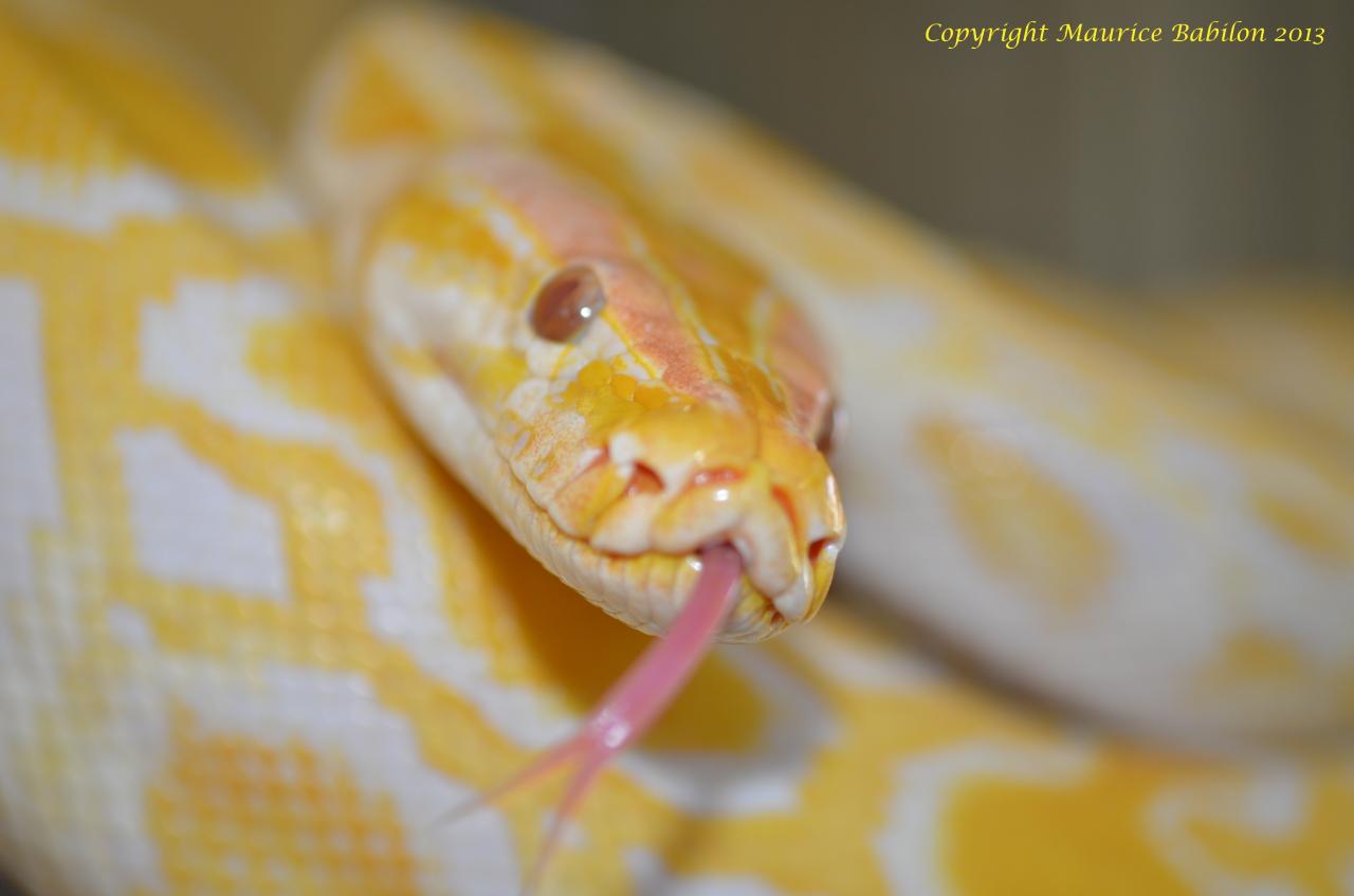 004 Python molurus bivittatus albinos