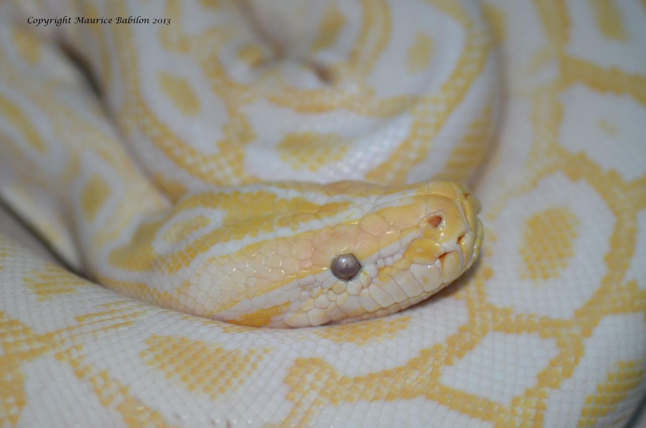 012 Python molurus bivittatus albinos - femelle