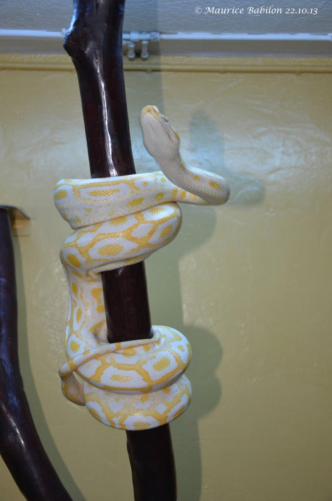 Python molurus bivittatus albinos véritable