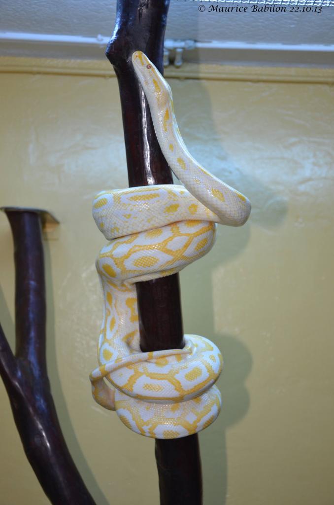 Python molurus bivittatus albinos véritable