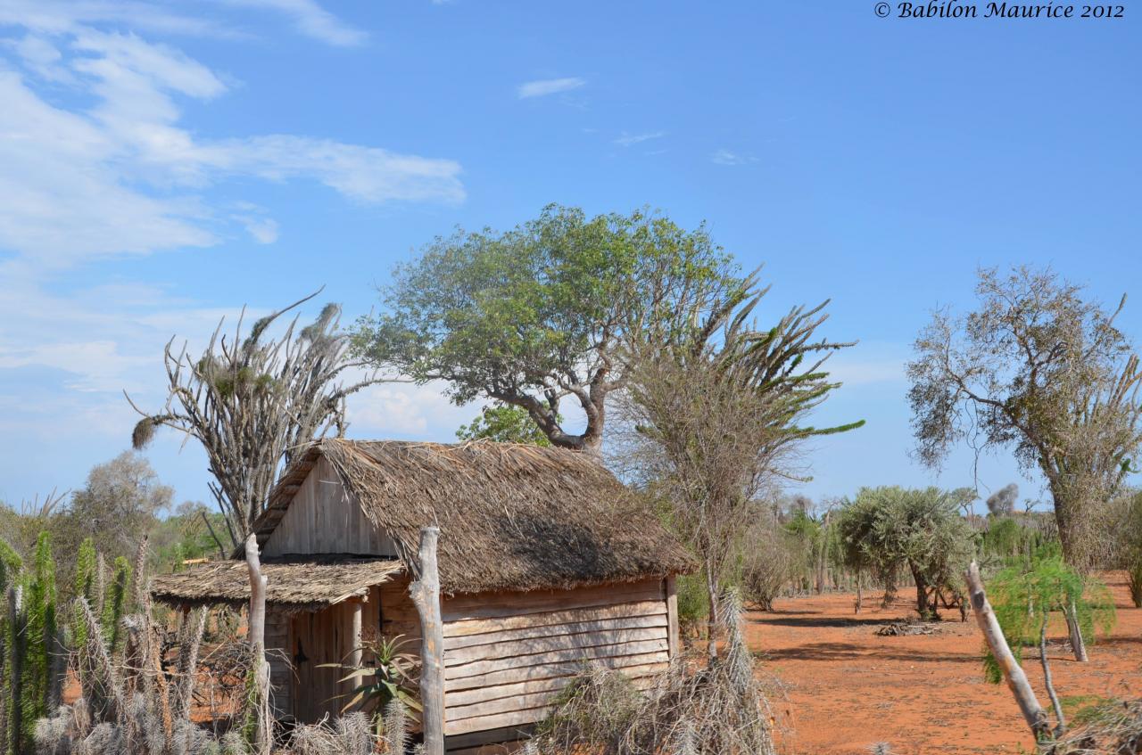 Réserve de Reniala dans le Sud Est de Madagascar