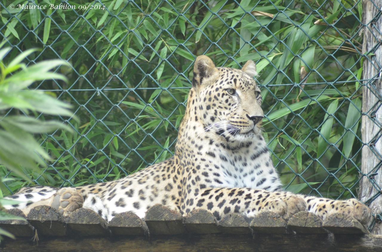 Visite du Zoo d' Amnéville été 2014