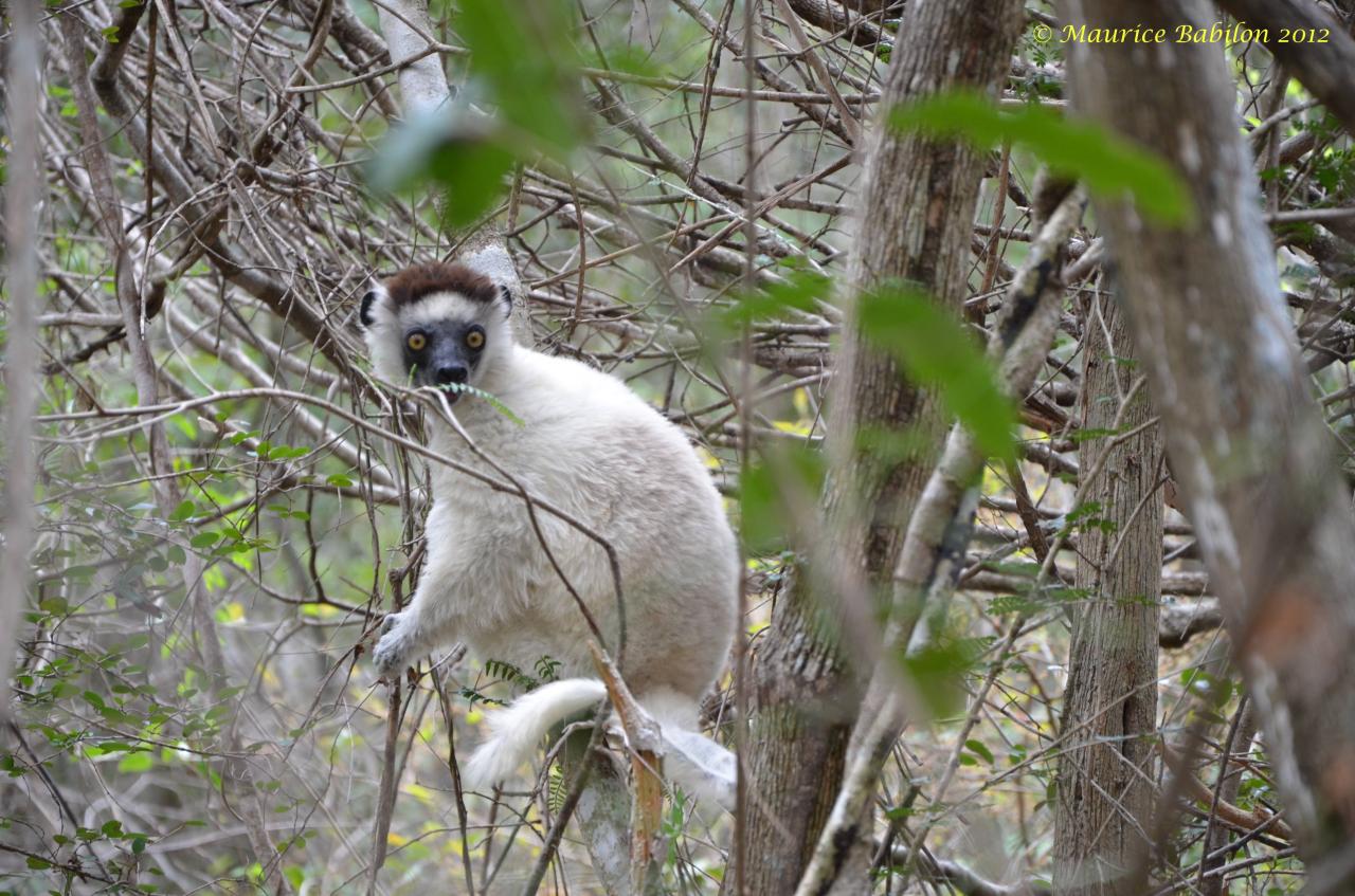 Nord de Madagascar , parc de Zombitse Vohibasia