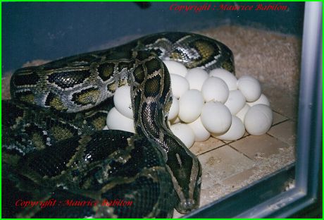 Python Molurus