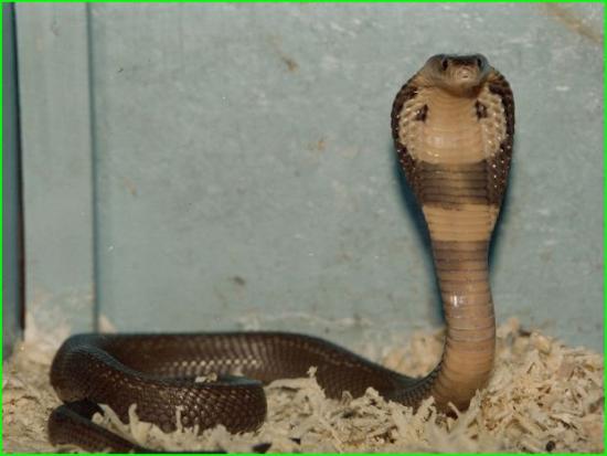 Naja Naja Kaouthia - Cobra des Indes