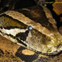 Tête de Python Molurus Bivittatus
