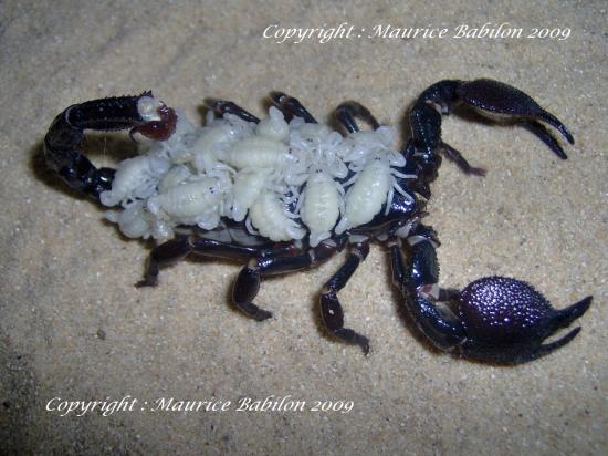 Scorpions , Mygales et Arachnidés divers