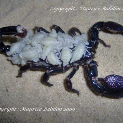 Scorpions , Mygales et Arachnidés divers